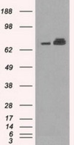 HSPA9 Mouse anti-Canine, Human, Rat, Clone: OTI9F8, lyophilized, TrueMAB