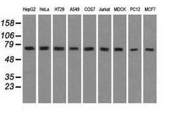 HSPA9 Mouse anti-Canine, Human, Rat, Clone: OTI9F8, lyophilized, TrueMAB