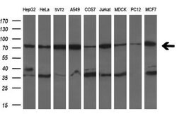 HSPA9 Mouse anti-Human, Clone: OTI10D7, liquid, TrueMAB 100 &mu;L; Unconjugated:Antibodies,