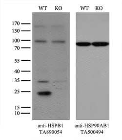 HSPB1 Rabbit anti-Human, Mouse, Polyclonal, liquid, OriGene 100 &mu;L;