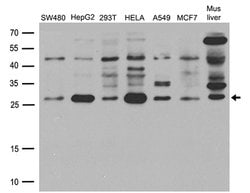 HSPB1 Rabbit anti-Human, Mouse, Polyclonal, liquid, OriGene 100 &mu;L;