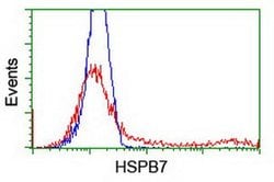 HSPB7 Mouse anti-Human, Clone: OTI1D11, liquid, TrueMAB 100 &mu;L; Unconjugated:Antibodies,