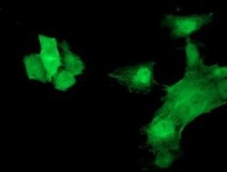 HSPB7 Mouse anti-Human, Clone: OTI1D11, liquid, TrueMAB 100 &mu;L; Unconjugated:Antibodies,