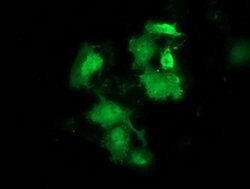 HSPB8 Monoclonal Antibody (OTI1E3), TrueMAB , OriGene 100 &mu;L; Unconjugated:Antibodies,