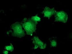 HSPBP1 Monoclonal Antibody (OTI2D1), TrueMAB , OriGene 30 &mu;L; Unconjugated:Antibodies,