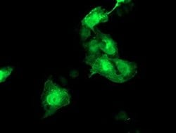 HSPBP1 Mouse anti-Human, Clone: OTI1F3, liquid, TrueMAB 100 &mu;L; Unconjugated:Antibodies,
