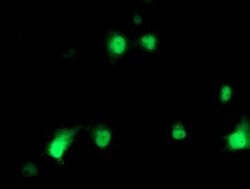 HSPBP1 Mouse anti-Human, Clone: OTI3E1, lyophilized, TrueMAB 100 &mu;g;