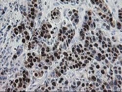 HSPBP1 Mouse anti-Human, Clone: OTI1F3, liquid, TrueMAB 100 &mu;L; Unconjugated:Antibodies,
