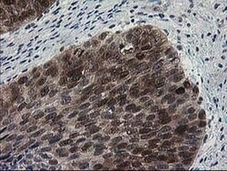 HSPBP1 Mouse anti-Human, Clone: OTI1F3, liquid, TrueMAB 100 &mu;L; Unconjugated:Antibodies,