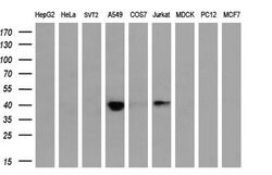 HSPBP1 Mouse anti-Human, Clone: OTI1H4, lyophilized, TrueMAB 100 &mu;g;