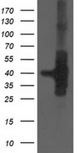 HSPBP1 Monoclonal Antibody (OTI2D1), TrueMAB , OriGene 30 &mu;L; Unconjugated:Antibodies,