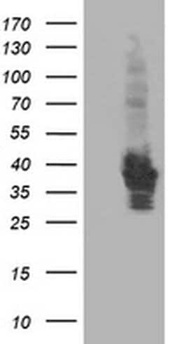 HSPBP1 Mouse anti-Human, Clone: OTI1F3, liquid, TrueMAB 100 &mu;L; Unconjugated:Antibodies,