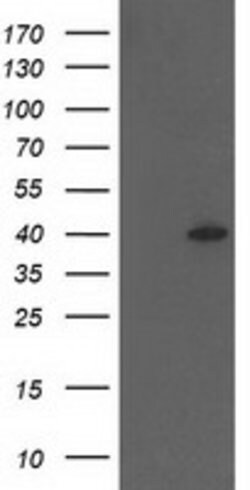 HSPBP1 Mouse anti-Human, Clone: OTI3E1, lyophilized, TrueMAB 100 &mu;g;