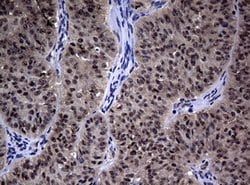 HSPD1 Mouse anti-Human, Clone: OTI1B3, lyophilized, TrueMAB 100 &mu;g;