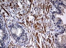 HSPD1 Mouse anti-Human, Clone: OTI1B3, lyophilized, TrueMAB 100 &mu;g;