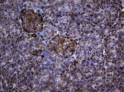 Hsp60 (HSPD1) Monoclonal Antibody (OTI3A2), TrueMAB , OriGene 100 &mu;L;