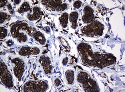 Hsp60 (HSPD1) Monoclonal Antibody (OTI3G1), TrueMAB , OriGene 100 &mu;L;