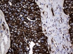 Hsp60 (HSPD1) Monoclonal Antibody (OTI3G1), TrueMAB , OriGene 100 &mu;L;
