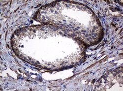 Hsp60 (HSPD1) Monoclonal Antibody (OTI3G1), TrueMAB , OriGene 100 &mu;L;