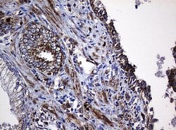 Hsp60 (HSPD1) Monoclonal Antibody (OTI3G1), TrueMAB , OriGene 100 &mu;L;