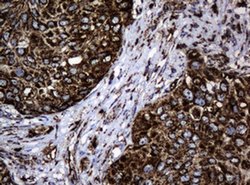 Hsp60 (HSPD1) Monoclonal Antibody (OTI3G1), TrueMAB , OriGene 100 &mu;L;