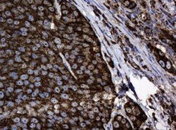 Hsp60 (HSPD1) Monoclonal Antibody (OTI3G1), TrueMAB , OriGene 100 &mu;L;