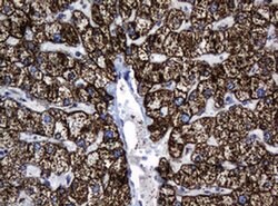 Hsp60 (HSPD1) Monoclonal Antibody (OTI3G1), TrueMAB , OriGene 100 &mu;L;