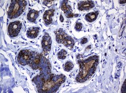 HSPD1 Mouse anti-Canine, Human, Mouse, Rat, Clone: OTI6F7, lyophilized,
