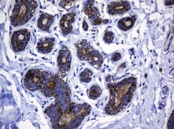 Hsp60 (HSPD1) Monoclonal Antibody (OTI6F7), TrueMAB , OriGene 100 &mu;L;