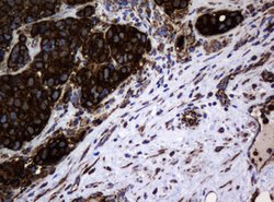 HSPD1 Mouse anti-Canine, Human, Mouse, Rat, Clone: OTI6F7, lyophilized,