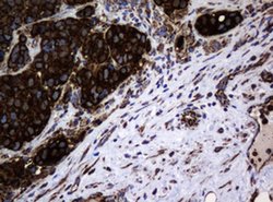 Hsp60 (HSPD1) Monoclonal Antibody (OTI6F7), TrueMAB , OriGene 100 &mu;L;