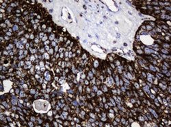 Hsp60 (HSPD1) Monoclonal Antibody (OTI6F7), TrueMAB , OriGene 100 &mu;L;