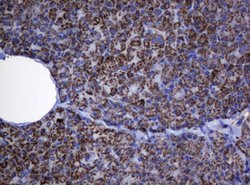 HSPD1 Mouse anti-Canine, Human, Mouse, Rat, Clone: OTI6F7, lyophilized,