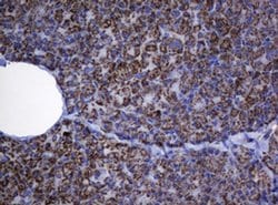 Hsp60 (HSPD1) Monoclonal Antibody (OTI6F7), TrueMAB , OriGene 100 &mu;L;