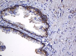 Hsp60 (HSPD1) Monoclonal Antibody (OTI6F7), TrueMAB , OriGene:Antibodies:Primary