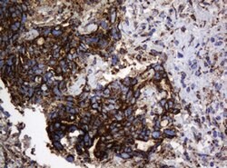 HSPD1 Mouse anti-Canine, Human, Mouse, Rat, Clone: OTI6F7, lyophilized,