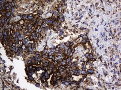Hsp60 (HSPD1) Monoclonal Antibody (OTI6F7), TrueMAB , OriGene 100 &mu;L;