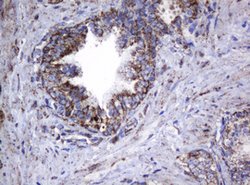 HSPD1 Mouse anti-Canine, Human, Mouse, Rat, Clone: OTI6F7, lyophilized,
