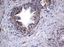 Hsp60 (HSPD1) Monoclonal Antibody (OTI6F7), TrueMAB , OriGene 100 &mu;L;