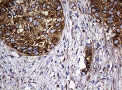 HSPD1 Mouse anti-Canine, Human, Mouse, Rat, Clone: OTI6F7, lyophilized,