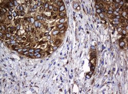 Hsp60 (HSPD1) Monoclonal Antibody (OTI6F7), TrueMAB , OriGene 100 &mu;L;