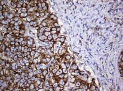 Hsp60 (HSPD1) Monoclonal Antibody (OTI6F7), TrueMAB , OriGene 100 &mu;L;