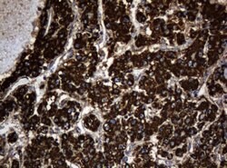 HSPD1 Mouse anti-Canine, Human, Mouse, Rat, Clone: OTI6F7, lyophilized,