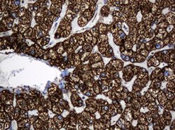 Hsp60 (HSPD1) Monoclonal Antibody (OTI6F7), TrueMAB , OriGene 100 &mu;L;