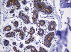 Hsp60 (HSPD1) Monoclonal Antibody (OTI6F11), TrueMAB , OriGene 100 &mu;L;