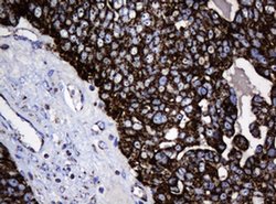 Hsp60 (HSPD1) Monoclonal Antibody (OTI6F11), TrueMAB , OriGene 100 &mu;L;