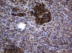 Hsp60 (HSPD1) Monoclonal Antibody (OTI6F11), TrueMAB , OriGene 100 &mu;L;