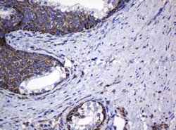 Hsp60 (HSPD1) Monoclonal Antibody (OTI6F11), TrueMAB , OriGene 100 &mu;L;