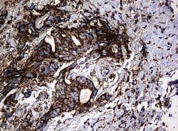 Hsp60 (HSPD1) Monoclonal Antibody (OTI6F11), TrueMAB , OriGene 100 &mu;L;
