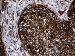 Hsp60 (HSPD1) Monoclonal Antibody (OTI6F11), TrueMAB , OriGene 100 &mu;L;